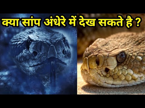 क्या सांप अँधेरे में देख सकता है ! सांप कब सोते हैं | Can the snake see in the dark/NIGHT