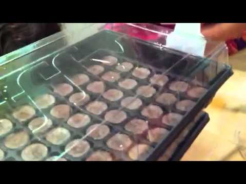 Homeschool Science in the Garden- Starting Seeds with Kids
