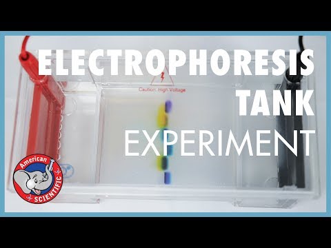 STEM Experiment: Electrophoresis Tank