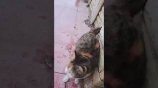 cat hijack