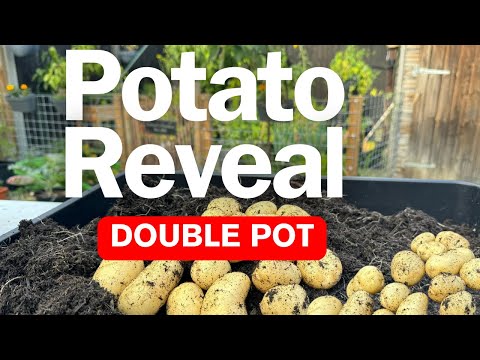International Kidney AKA Jersey Royal: Potato Reveal No.8