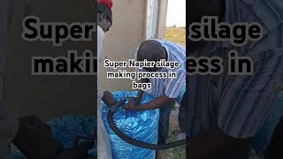 NAPIER GRASS SILAGE MAKING PROCESS