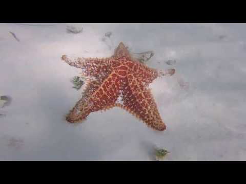 #Starfish  on  the  #Beach