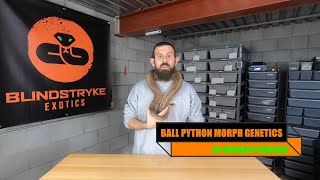 BALL PYTHON MORPH GENETICS for DUMMIES - Co-Dominant & Dominant Genes