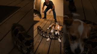 Grandpa goes BEAST MODE on Giant Python 💥🐍 #python #dog #rescue