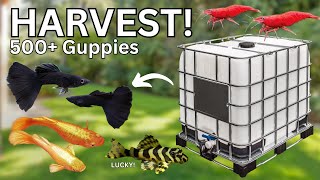 Summer Pond Teardown Surprises: SO MANY GUPPIES!