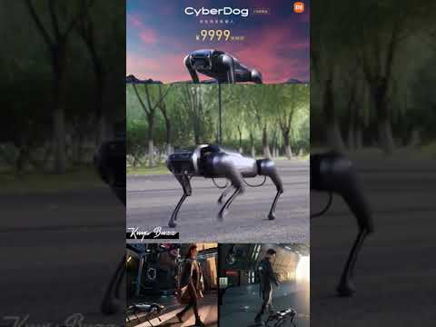 For Non-Dog Lovers out there, this One's for you!