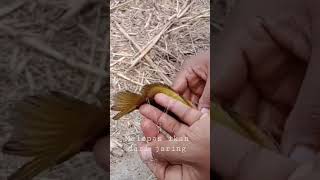 Melepas ikan dari jaring #shorts