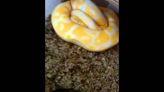 Ball python Collection Update