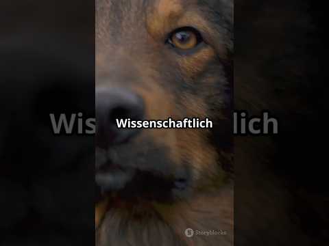 Hunde  Der beste Freund des Menschen