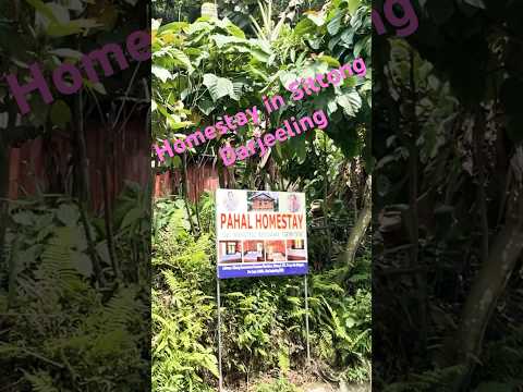 Pahal Homestay #sittong #darjeeling