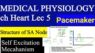 Medical Physiology Ch Heart Lec 5-SA Node Self Excitation Mecahanism