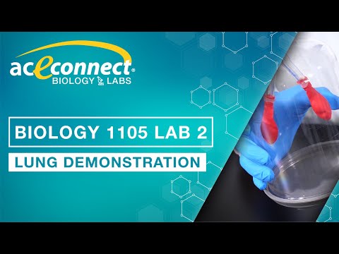 Biology 1105 Lab 2 || Lung Demonstration
