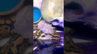 Messy in her new skin! #reptileclub #reptilelover #foryourpage #python @ReptileChannel