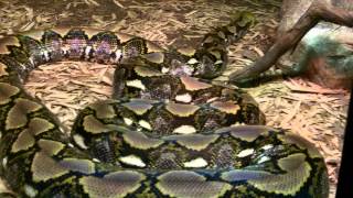 A Python (in)action at Zoo Atlanta! (HIGH DEFINITION FOOTAGE!)