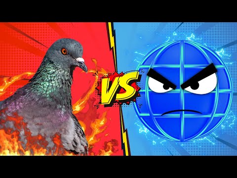 When Pigeons Beat the Internet And Other Fun Facts in Tech