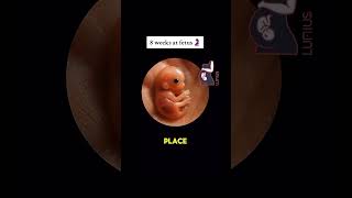 8 weeks fetus #babyusg #baby #ultrasound #babyultrasound #pregnant #pregnancyscan #babyscan