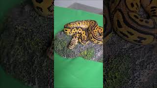Pastel Clown het Pied ball python headed for auction on morph market! d#hatchling #snake #reptiles