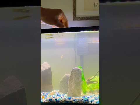 Fish feeding