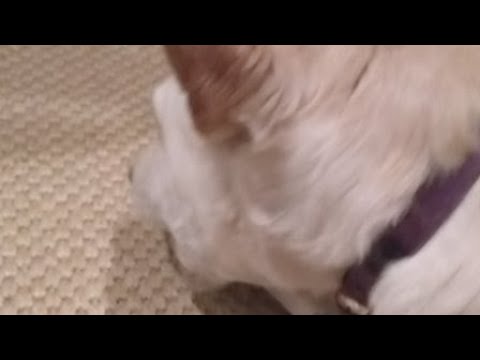 Dog Vs Food