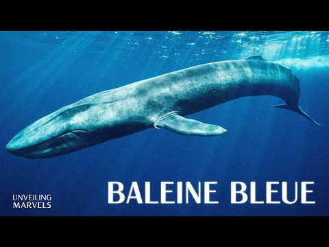 The Blue Whale and Biological Mysteries Beyond Human Understanding