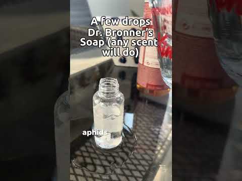 How to Remove Aphids from Roses and Plants #shortvideo #shorts #shortsvideo