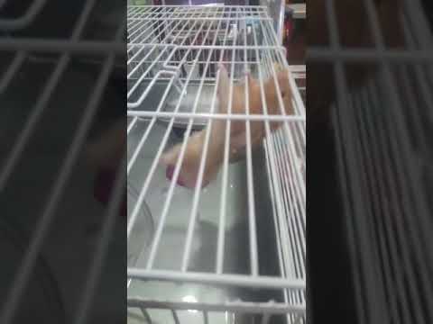 hamster climbing