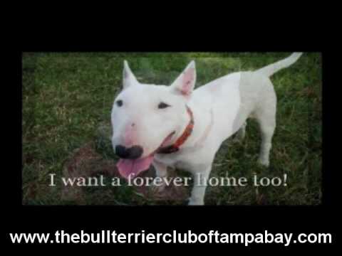 "Bull Terrier Rescue Florida" "Bull Terrier Adoption"