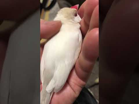 She gives me an appealing look when stopping petting her head【java sparrow】