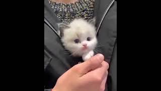 little kittiies adorable than tour your imagination | Kitty | Cute Stuff