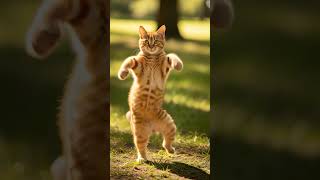 Orange tabby cat Motor Dance #orangecat #orangetabby #gingercat