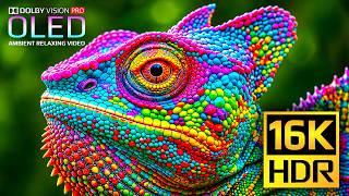 Unbelievable 16K 120fps Video | BEST HDR Nature & Animals Dolby Vision | 4K Video • 8K Ultra HD TV