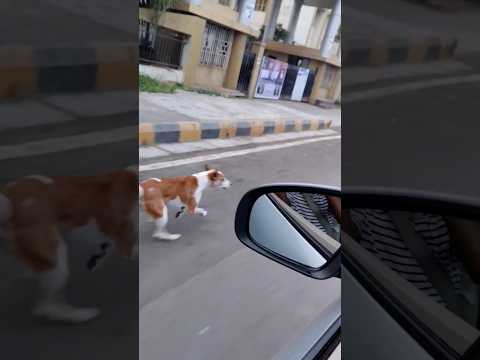 देखिए जब CAR और KUTTA आमने सामने आ गए 😱 Car Vs Dog Almost Accident 😳 #shorts #accidentcars #doglover