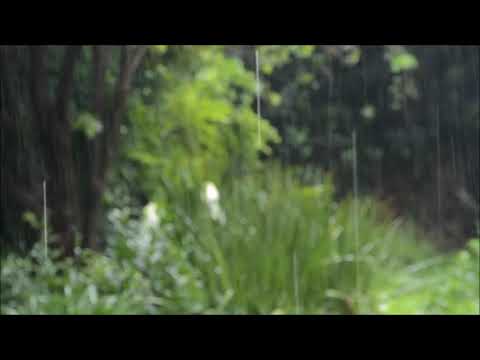 60 Minutes Relax Nature Music| Relax Music N Tunes|  Mesmerizing Music|