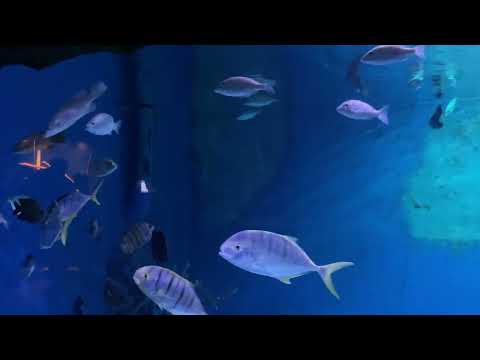 Underwater world Pattaya | Thailand