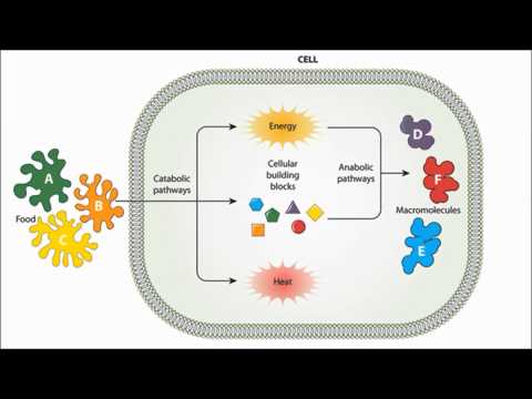 enzymes