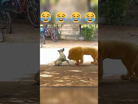When your dog’s reaction is pure comedy gold! 🐾😂 #prankster #doglover #lion #prank #video #funny