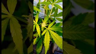 👌🏽 #ganjarpranowo #weedchannel #growingherbs #rastafari #stonersociety #weedman #stonervibes
