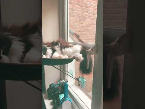 Cat hammock cat life