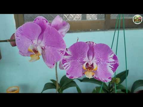 Homemade Orchid Fertilizer for Year Round Roots & Blooms