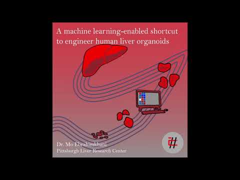 31.A machine learning enabled shortcut to engineer human liver organoids with Dr. Mo Ebrahimkhani
