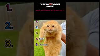 top 5 funny cat moments!!!😂😂😂