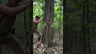 Building a Log Cabin by Hand Part 9🪓 #cabin #logcabin #logger #bushcraft #woodworking #wood #rdr2