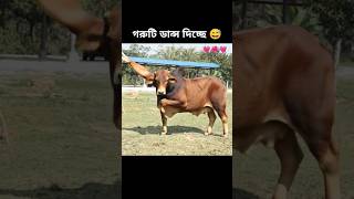 how possible😱 cow dancing #sorts #sortvideo #viralshort #cow #dance #foryou #ai #edit #funny