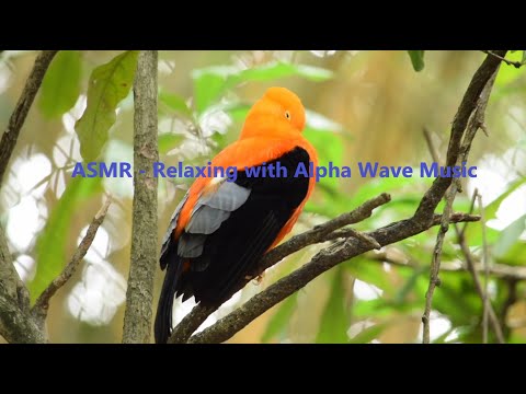 100% Effective ASMR Alpha Wave Brain Massage for Deep Relaxation and Healing