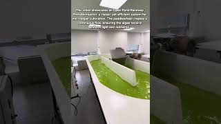 Inside the Lab: How Raceway Photobioreactors Cultivate Microalgae 🌿🔬