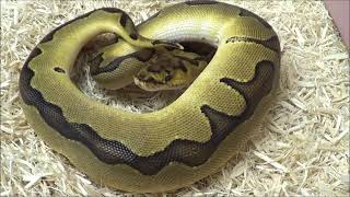1 2020 Male Enchi Clown het Genetic Stripe Ball Python