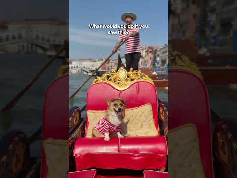 The best thing you’ll see In Venice #travel #myanimal #mydog #venice #europe