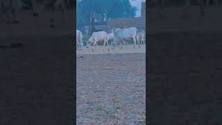 Cattle/#livestock #livestockinspector #livestockmarketing #livestockguardiandog #livestockfarming