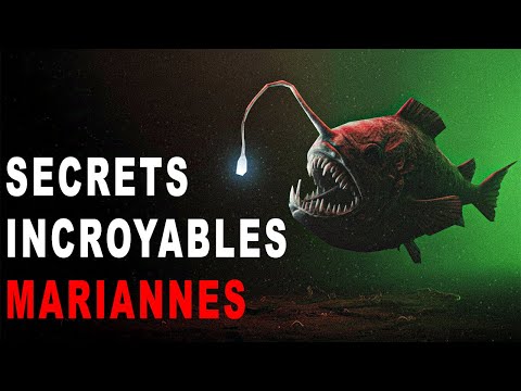 Qu’est-ce qui a stupéfié les scientifiques lors de leurs découvertes dans les abysses ?